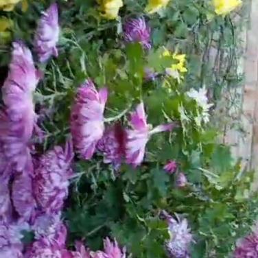 苯鈦氨酸鈉小試在菊花促花效果